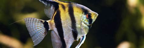 神仙魚 混養|神仙魚是好室友嗎？混養要注意什麼？Angelfish Care。